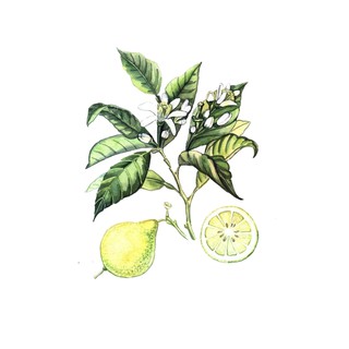 義大利 佛手柑精油 Bergamot Essential Oil 純精油 植物草本純精油-