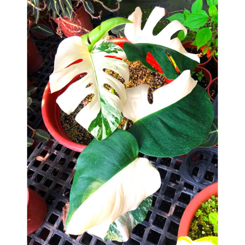 日本白斑龜背芋monstera Deliciosa Var Borsigiana Albo Variegated 蝦皮購物