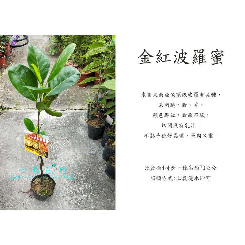 心栽花坊-金紅波羅蜜/波蘿蜜/水果苗/波羅蜜品種/嫁接苗/售價600特價500