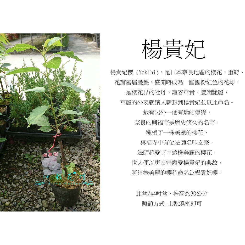 心栽花坊 楊貴妃櫻 4吋 櫻花 櫻花品種 觀花植物 綠籬植物 售價160特價140 蝦皮購物