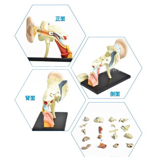 4D Master 耳朵 耳道 解剖 拼裝 模型 人體 器官 學校 教學 器材 玩具~萬能百貨