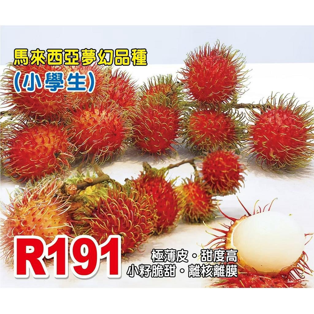 紅毛丹R191小學生嫁接苗【大果離核品種】黃毛丹 R167 泰式1號 2號 3號 7號 習通 嫁接 靠接 順發