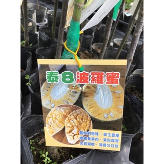卉迎園藝 泰8波羅蜜靠接苗高度60公分/水果樹苗/新興果樹