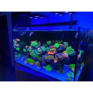 海水魚缸 優惠推薦 寵物22年8月 蝦皮購物台灣