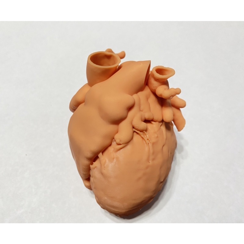 心臟3D列印模型，真人心臟掃描建檔列印，可依指定方向切割，anatomy lab大體解剖學教具#醫學系#牙醫系#醫學院