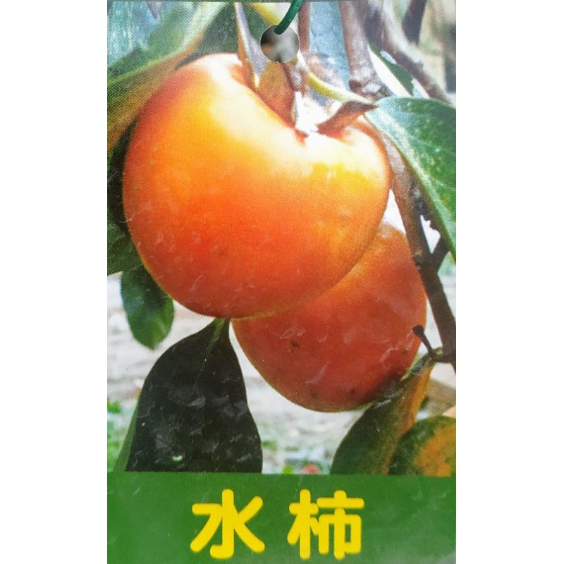 牛心柿 Ptt Dcard討論與高評價網拍商品 21年10月 飛比價格