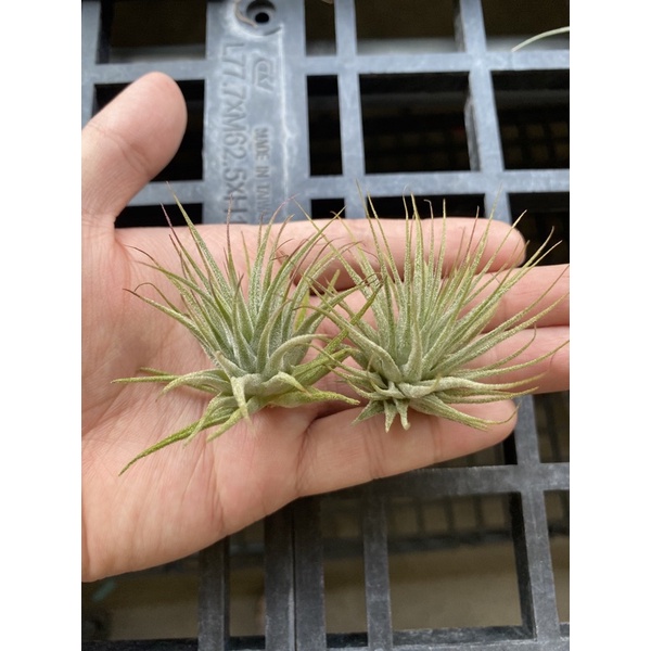 空氣鳳梨-變異小精靈Tillandsia ionantha var. ionantha