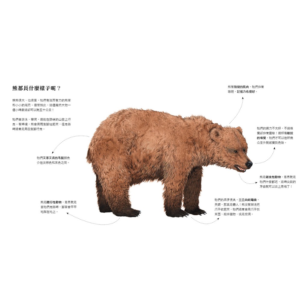 野生動物1 熊 蝦皮購物