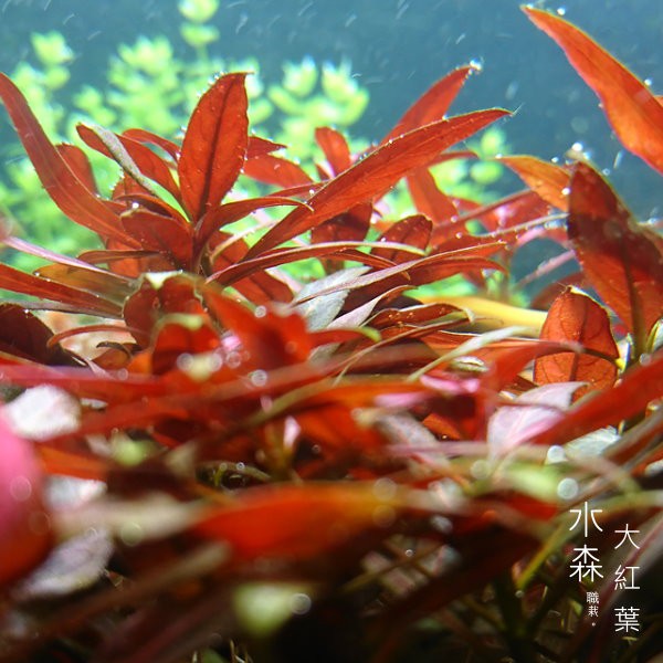 水森職栽 水中葉 大紅葉1株10元中前景紅色水草造景免co2 難度 簡易se013 蝦皮購物