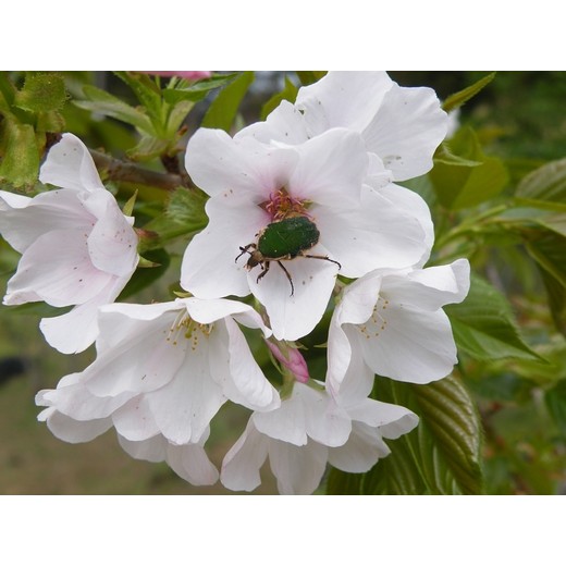 吉野櫻花樹的價格推薦 23年2月 比價比個夠biggo