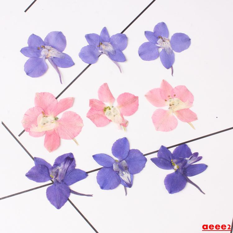 現貨 N N單瓣千鳥花飛燕花壓花diy手工玻璃罩填充物滴膠材料植物標本押花 蝦皮購物