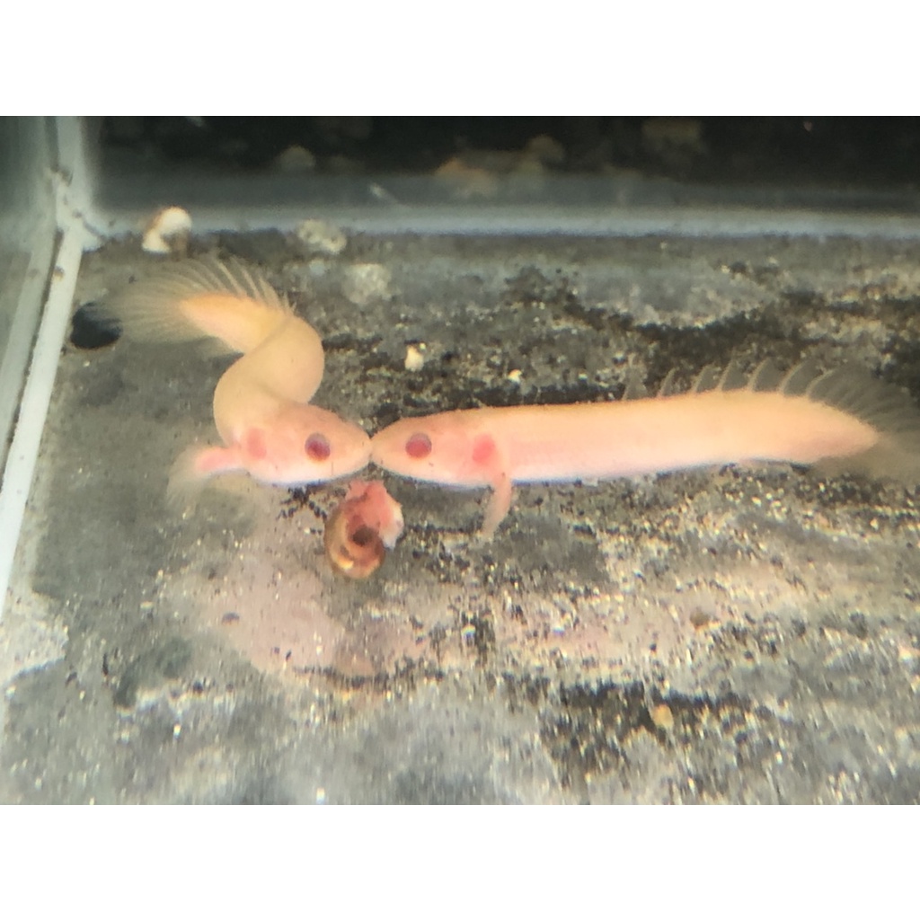 恐龍魚 優惠推薦 21年7月 蝦皮購物台灣