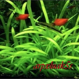 水草種子植物魚缸水槽種籽速成水草種子造景水草種子爬地矮大對葉小對葉碗蓮牛毛草迷你矮水草種子碗蓮種子睡蓮種子