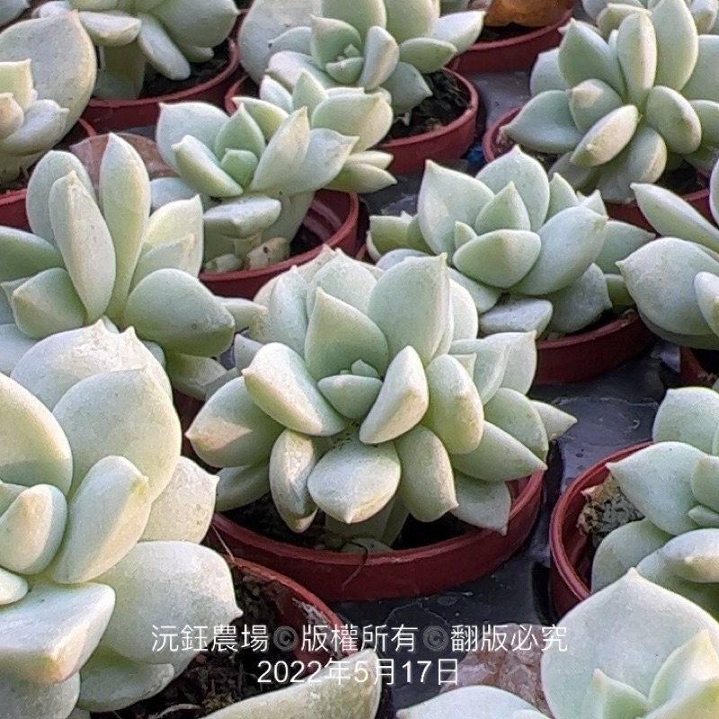 沅鈺農場多肉植物一吋盆 白牡丹 蝦皮購物