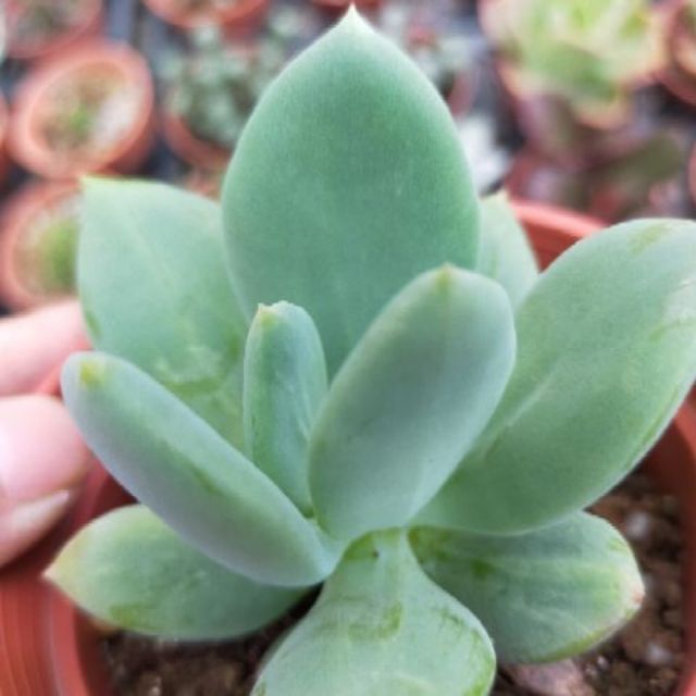 青心美人 多肉植物 3吋盆 蝦皮購物