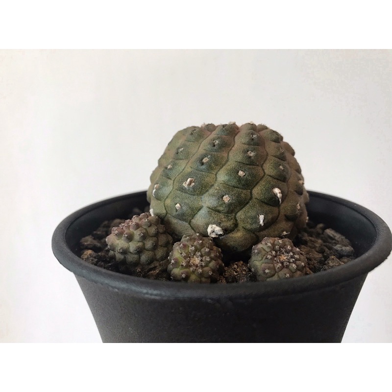 Copiapoa hybrids 黑王屬交種_仙人掌/塊根/鬼棲閣/黑王丸