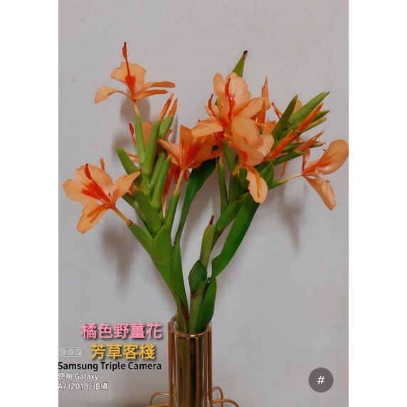 雙色野薑花 白色 白橘 橘色 蝦皮購物