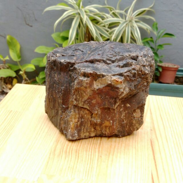 天然原礦原石帶彩黑木化石/ 老珍藏天然黑木化玉很像木頭，重約1389公克