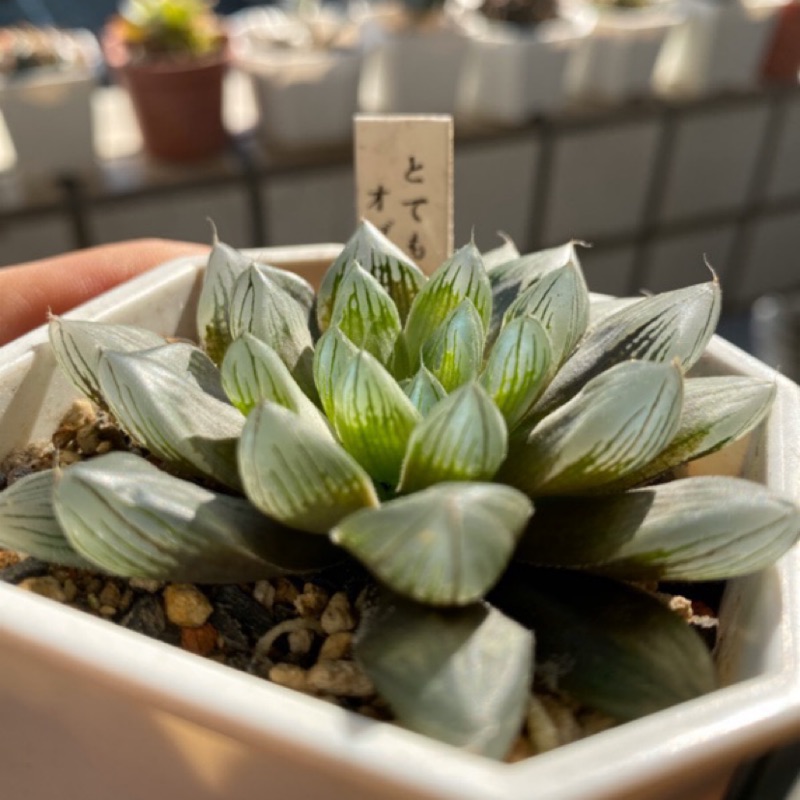 多肉植物 百合 實生玉露葉孵苗 蝦皮購物