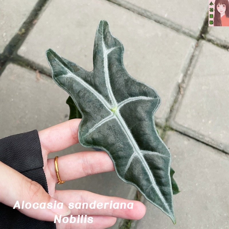 小花園藝 Alocasia sanderiana Nobilis 諾比觀音蓮 3吋盆 $200