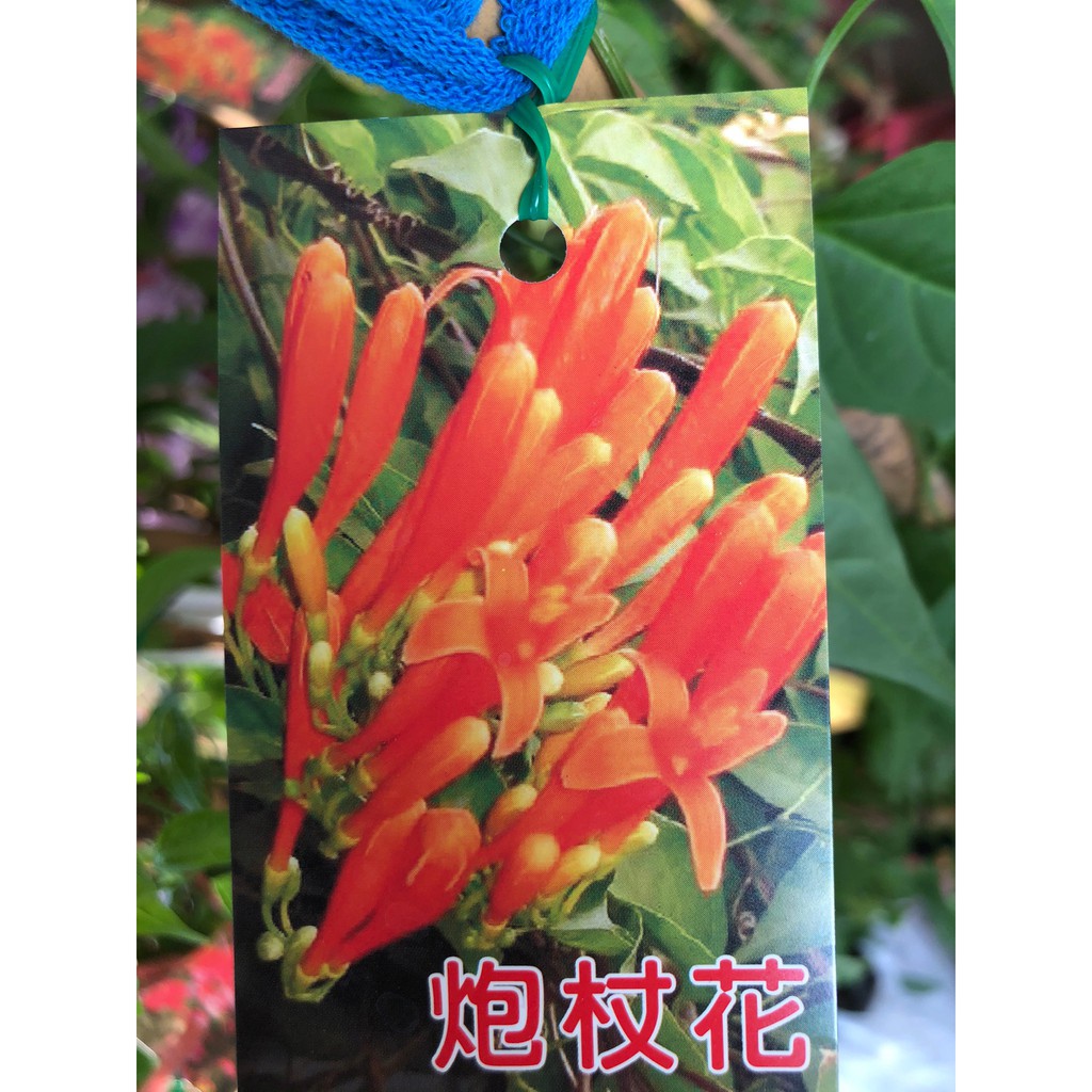 花花世界 蔓性植物 炮仗花 4吋盆 高30 60cm Ma 蝦皮購物