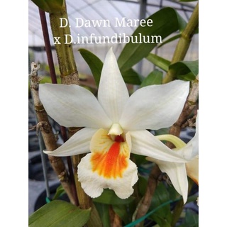 上賓蘭園 黑毛石斛 D. Dawn Maree x D.infundibulum