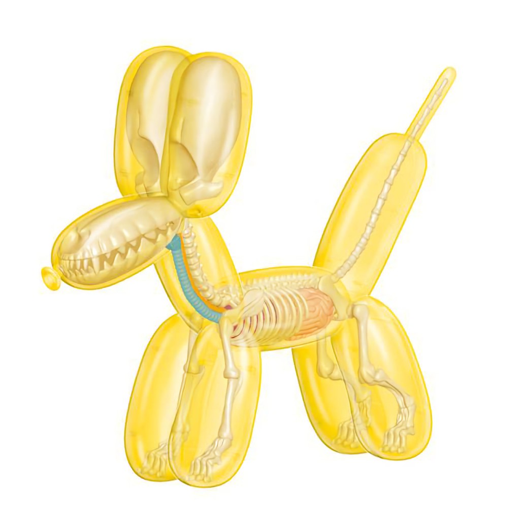 4D MASTER Balloon Dog Anatomy/ Yellow 黃/ Large 誠品eslite