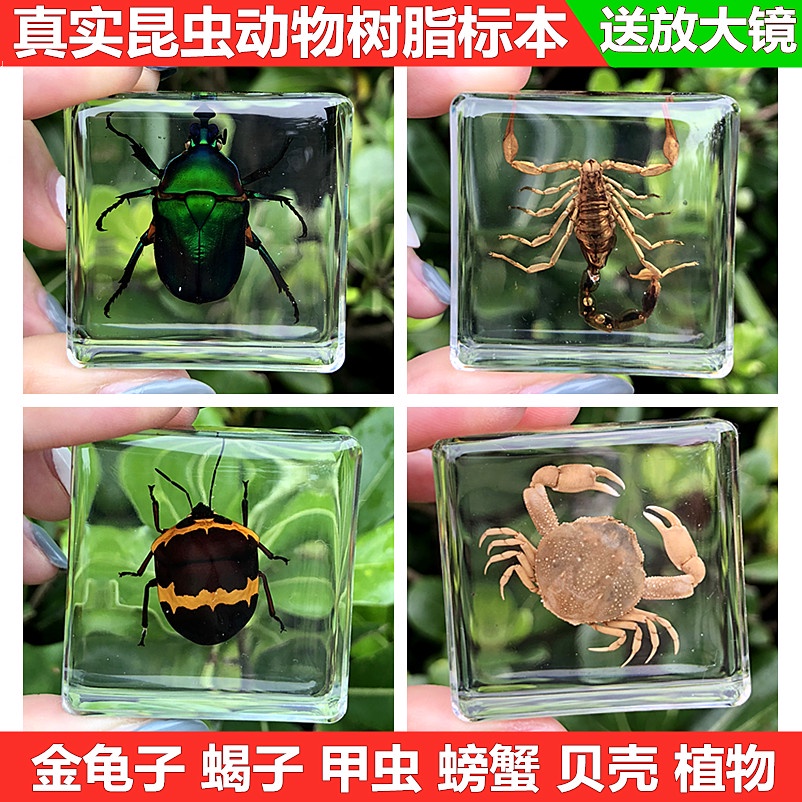 小動物真實昆蟲標本樹脂真蟲金龜子蝎子蜘蛛甲蟲標本幼兒園教學 蝦皮購物