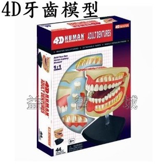 益智城《教學人體模型/組裝模型/人體器官模型/DIY模型/科學教具/4D Master 》4D 牙齒模型(正常大小)