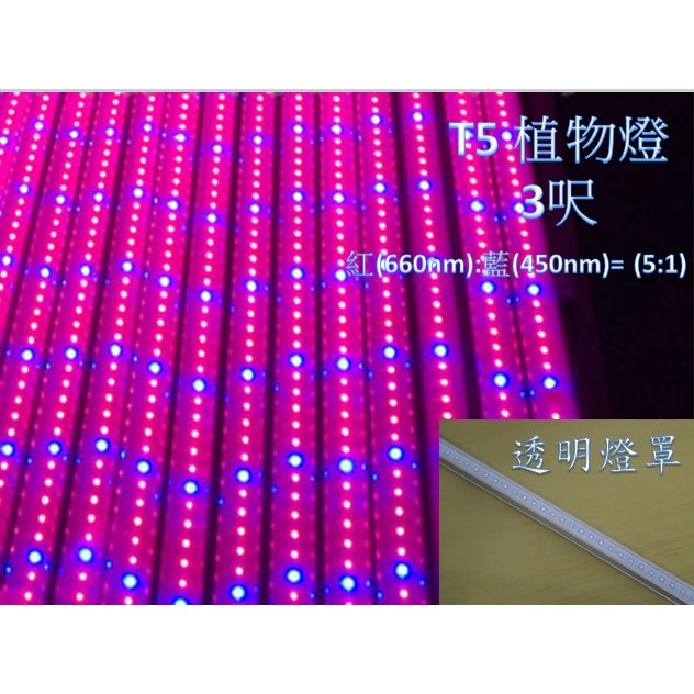 [晁光照明]LED 植物燈 水族燈 LED日光燈管 LED燈管 T5 3呎 紅(660nm):藍(450nm)=5:1