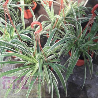 室內植物 大葉吊蘭 6 吋盆高35-40cm清潔空氣【花花世界玫瑰園】
