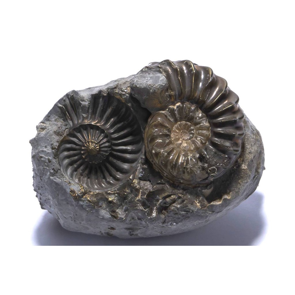 原礦屋 珍稀化石 A級德國侏羅紀黃鐵礦化陰陽模肋菊石化石53 4g 完整無拼接 擺飾 冥想 靈修 蝦皮購物