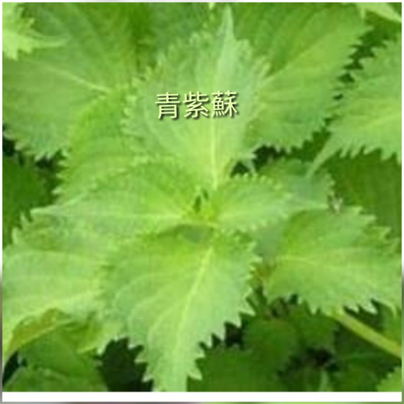 紫蘇種子 優惠推薦 居家生活21年8月 蝦皮購物台灣