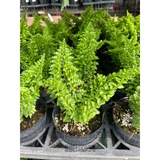 ☆萬花叢★觀葉植物【蕾絲蕨】☆3吋盆(蕨類)