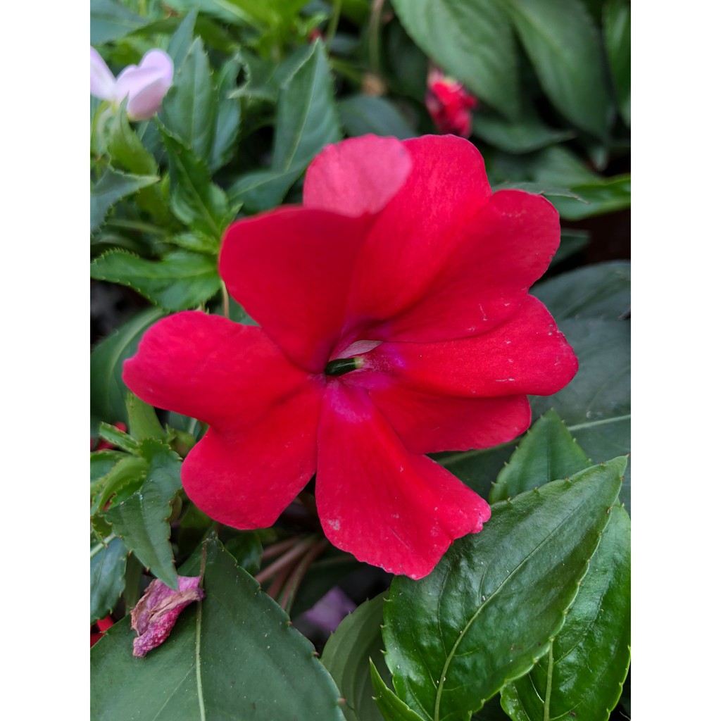 花花世界 季節花卉 新幾內亞鳳仙花 可挑花色 五彩鳳仙 5 6吋盆 高15 30cm Ma 蝦皮購物