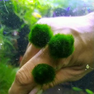 “漂浮”綠藻球 療癒藻球