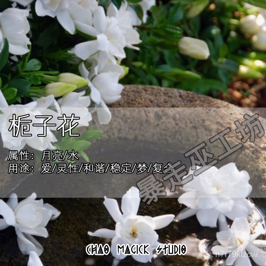 滿300發貨 梔子花女巫魔法植物草藥魔藥材料乾碎果精油愛情魅力夢想複合材料 蝦皮購物