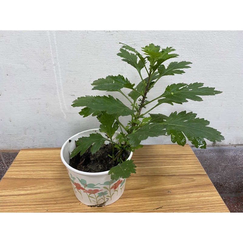 杭菊苗/杭菊/(可泡茶)/黃色/好種植...現貨.快速出貨.