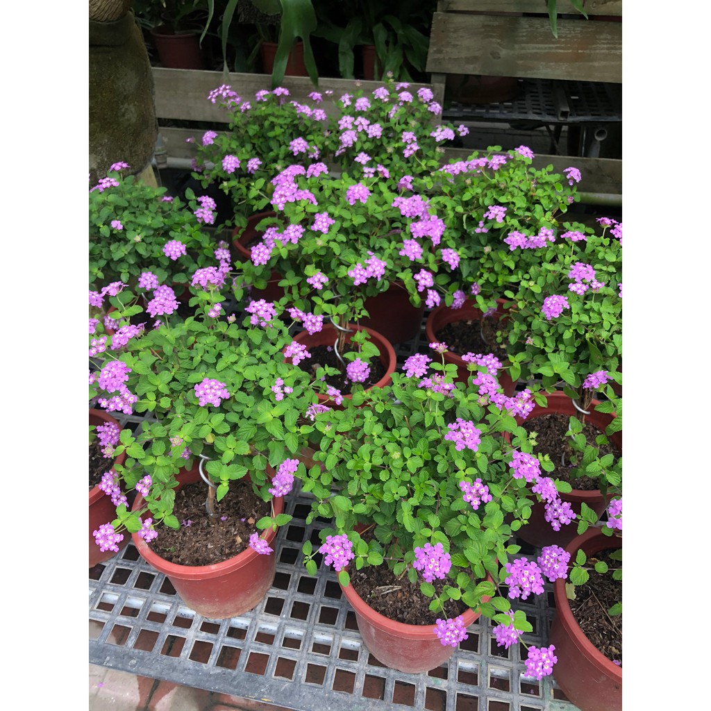 花田厝-綠籬植物-紫色馬櫻丹(棒棒糖造型)-7吋盆-高20-35公分(超取單，限1盆)
