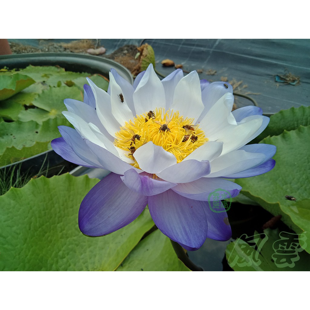 水世界蓮花 珍稀熱帶系澳洲原生巨大睡蓮gigantea實生培育精品 風雲 帶花苞成株 蝦皮購物