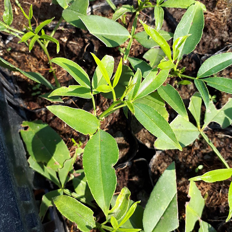 四季春園藝 花椒盆栽盆苗竹葉椒野花椒貝椒子山巴椒入地紫牛山椒山花椒青花椒秦椒竹葉花椒