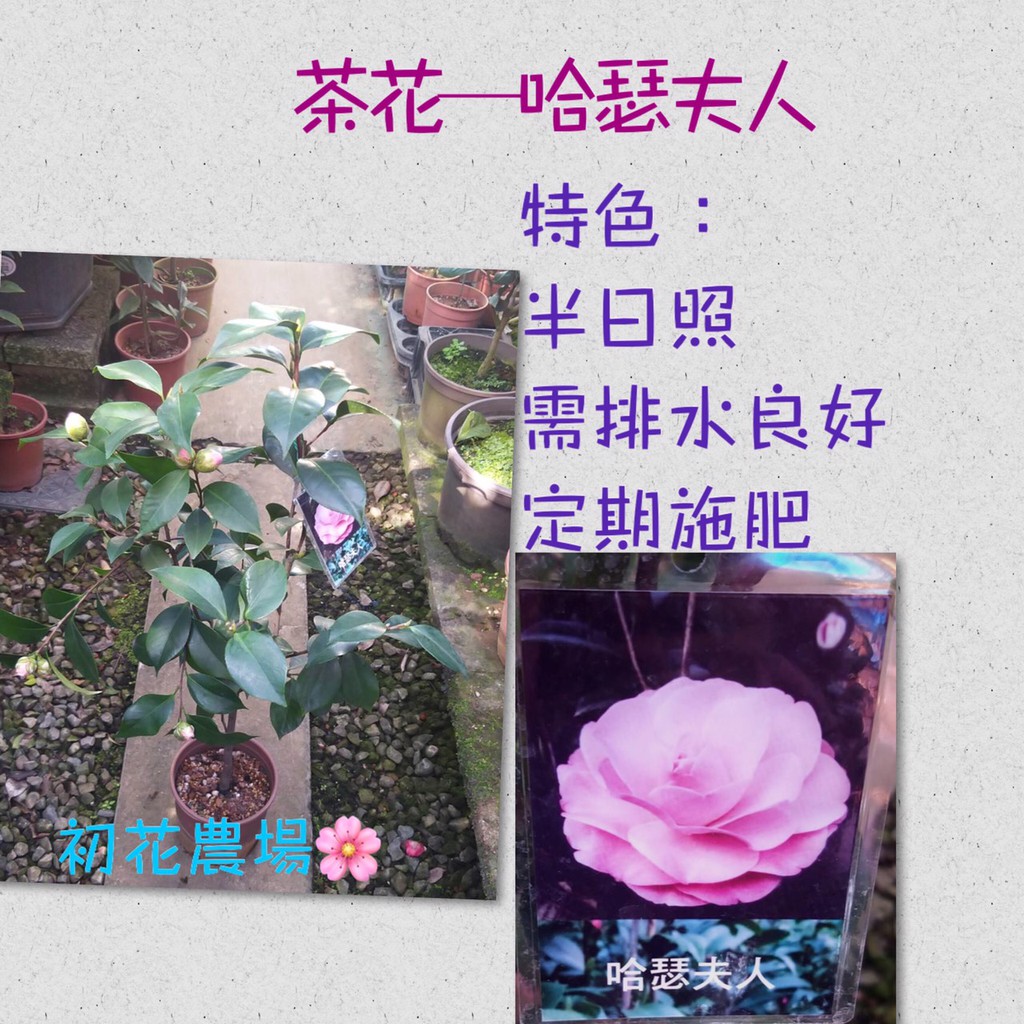初花農場 茶花 哈瑟夫人 5吋盆 植株過高 超商取貨須修剪不介意在下單 定價360特價330 蝦皮購物