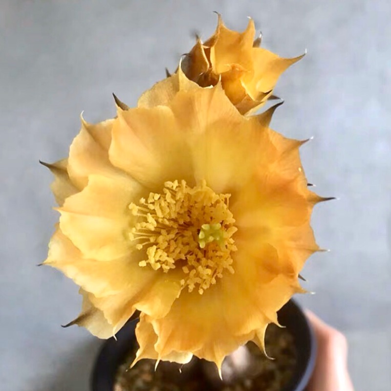 仙人掌 🌵 黑龍團扇 團扇仙人掌 有根枝條