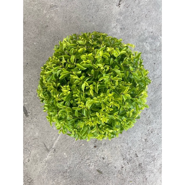 綠園-球型金露花-圓形金露花-1尺盆