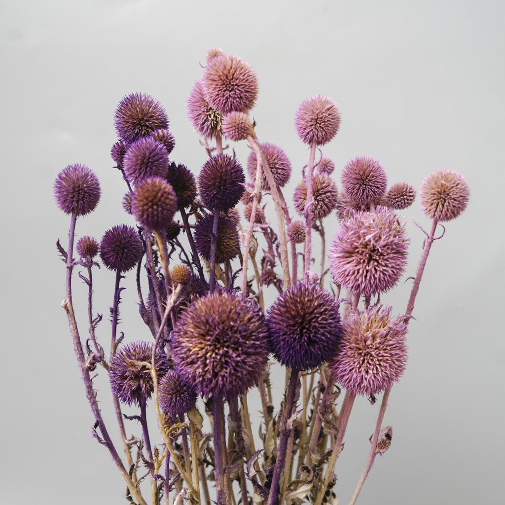 乾燥花材染色山防風 蝦皮購物