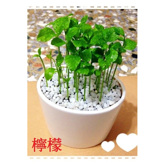 超享購 種子盆栽 檸檬種子 七里香種子月橘種子可種超療癒的種子盆栽 1顆1元 蝦皮購物