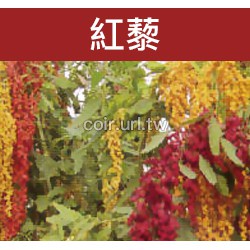 現貨-紅藜種子(混合色) Red Quinoa 紅藜【花園城堡】