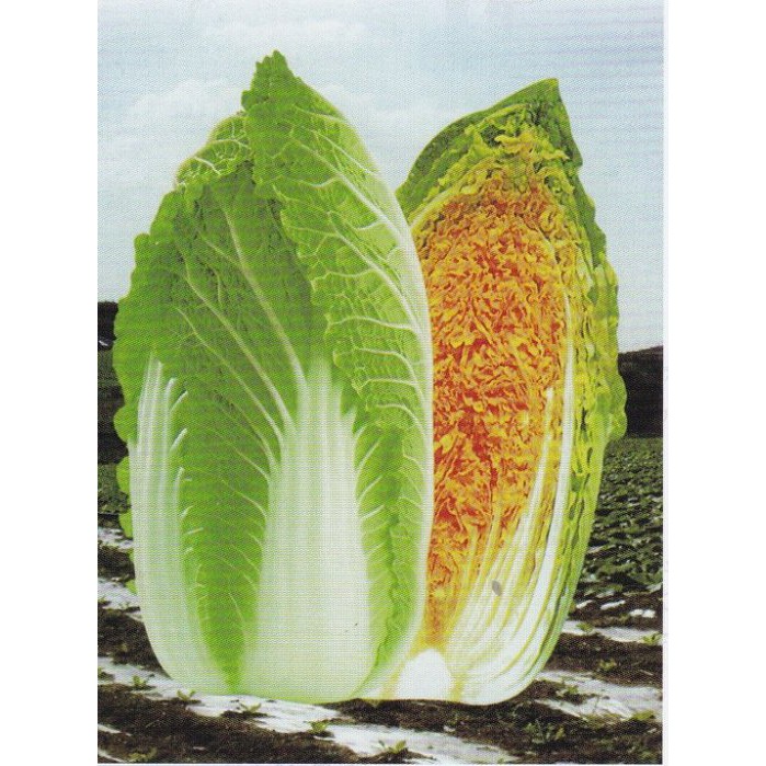 【大包裝蔬菜種子L185】山野高山娃娃菜~~就是迷你包心白菜