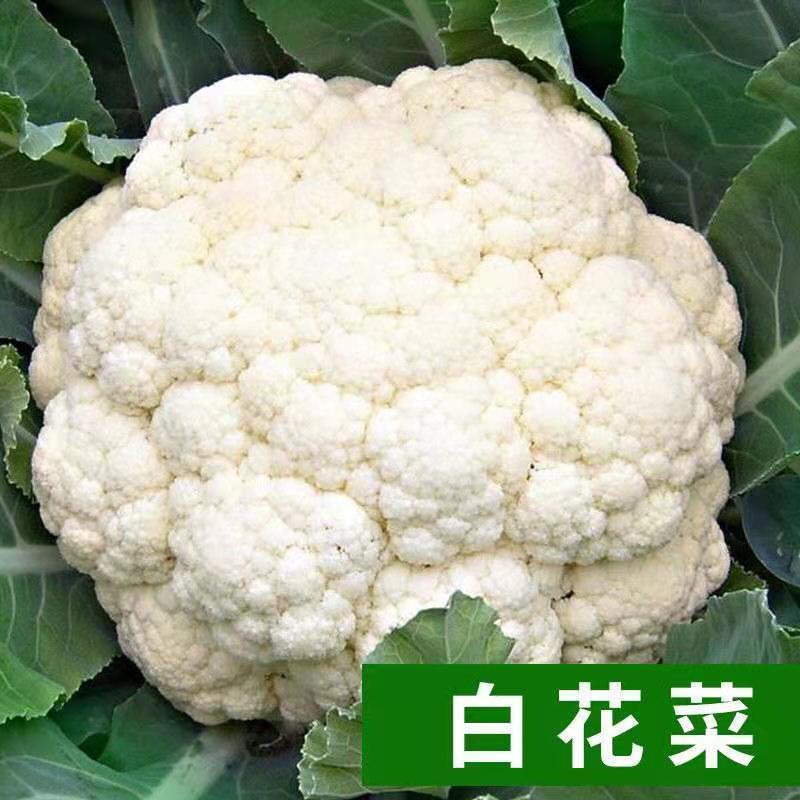紫色花椰菜 優惠推薦 21年10月 蝦皮購物台灣