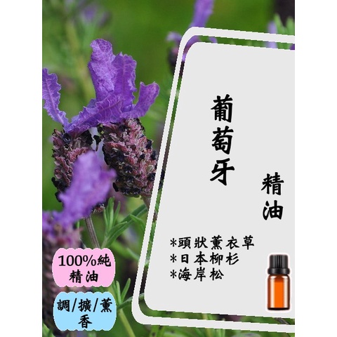葡萄牙精油5ml 10ml 15ml 現貨 超值 100 精油 有機頭狀薰衣草 日本柳杉 海岸松 蝦皮購物